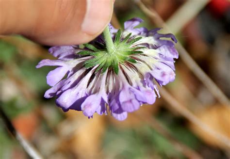 Scabiosa Columbaria Introduced Usa Eflora Of India