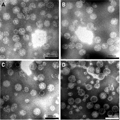 All Four Types Of Purified Vlps Were Visualized By Tem A Bkpyv I B