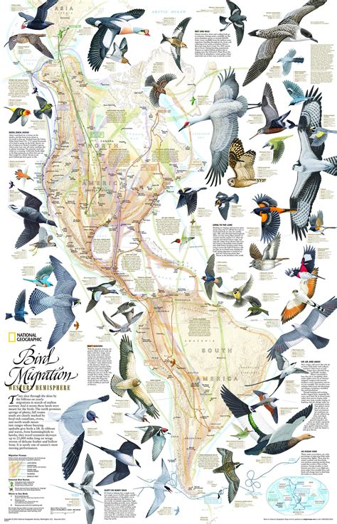 National Geographic Readers: Great Migrations Butterflies 9
