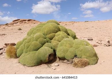 Azorella Compacta Images Stock Photos Vectors Shutterstock