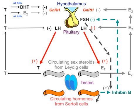 Figure 5 Sex Steroid Control Of Gonadotropin Endotext Ncbi Bookshelf