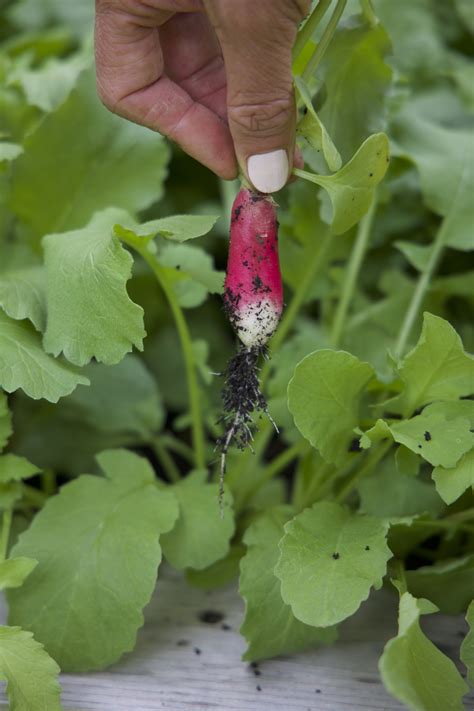 6 Easy Steps To Plant Radish Seeds In An Organic Kitchen Garden • Gardenary