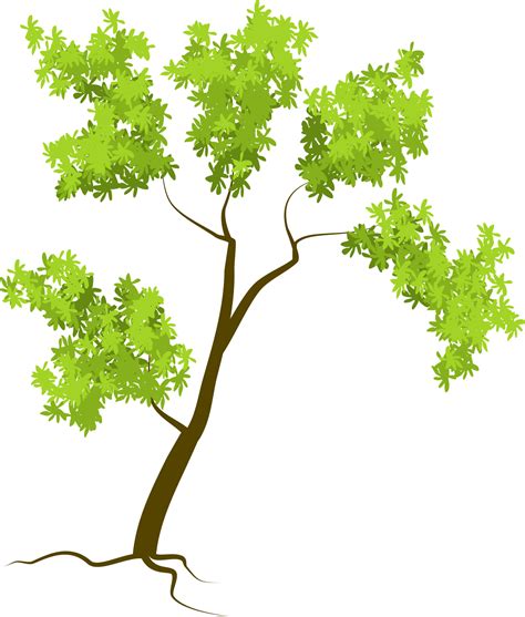 tree, forest tree 9635890 PNG