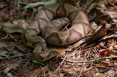 Mississippis 6 Venomous Snakes How To Identify Them And What To Do If