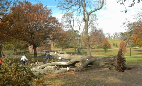 images working tree nature sky fall  york city autumn