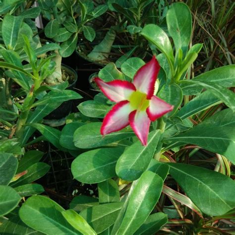 Well Watered Green Adenium Plant at Rs 350/piece in New Delhi | ID ...