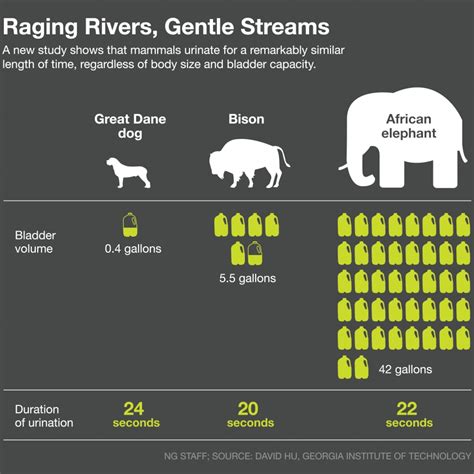 Is There A Difference Between Human Urine And Dog Urine