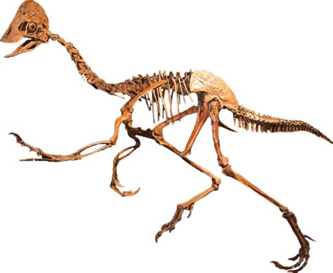 Tails Tell The Tale Of Dinosaur Sex Scientific American