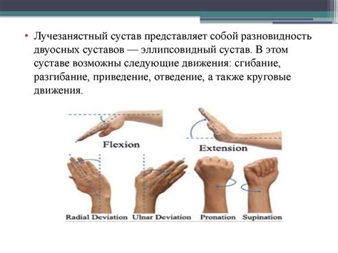 Лучезапястный сустав - презентация онлайн