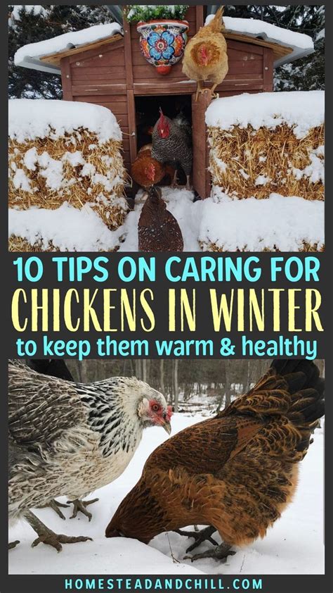 10 Tips On Caring For Chickens In Cold Winter Weather Artofit