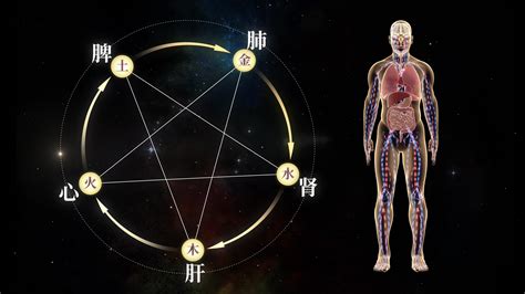 五行五脏人体 4k 3840x2160 高清视频素材下载 编号 5401850 影视包装 Vj师网