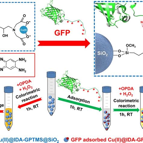 Schematic Representation Of Colorimetric Assay For Gfp Based On The