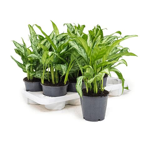 Аглаонема Сильвер Квин (Aglaonema silver queen) D12 H35 купить в СПб