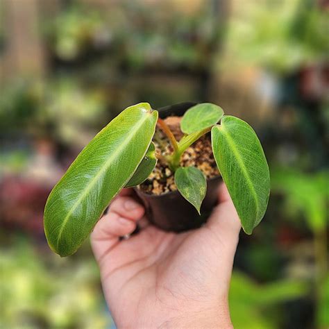 Philodendron Spiritus Sancti RARE PHILODENDRON Wishlist Plant Etsy