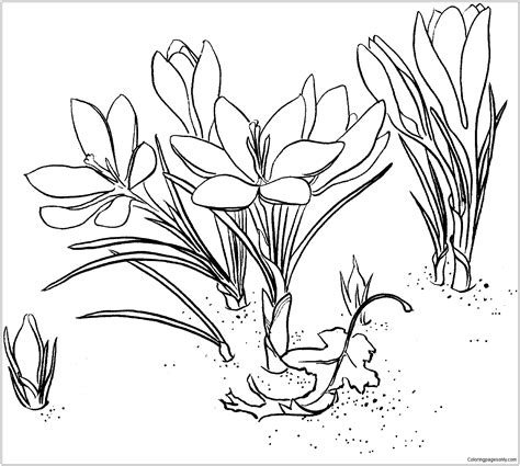 Crocus Coloring Page Free Printable Coloring Pages