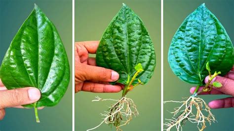 How To Grow Betel Leaves Paan Plant From Single Leaves Youtube