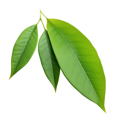 AI generated Mango leaf clip art 40216909 PNG