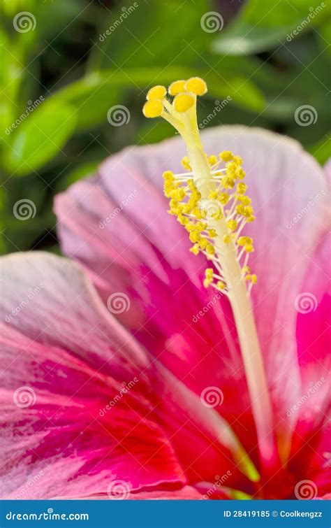 Pink Hibicus Flower Macro Stock Image Image Of Bright 28419185