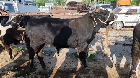 Avval Chorva Bozori YOSH VA BOQMA SEMIZ BUQALARI Narxlari Bugun Mollar