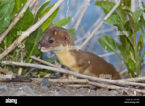 Long-tailed Weasel Mustela frenata Clear Lake National Wildlife Refuge ...