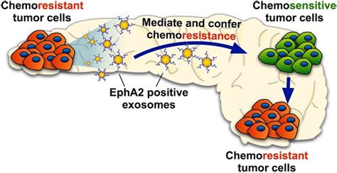 Chemoresistance Transmission Via Exosome Mediated Epha2 Transfer In