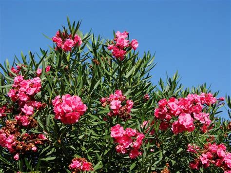 How To Prune And Care For Oleander Plants Hunker