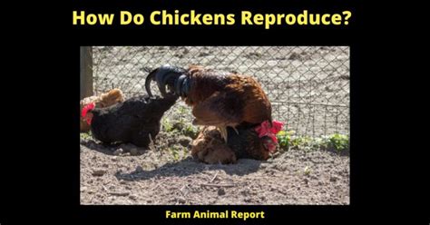 How Do Chickens Reproduce 2024 The Surprising Truth About Chicken Sex