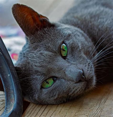 Pin By Jackie Anderson On Brinkley Look Alikes Russian Blue Burmese