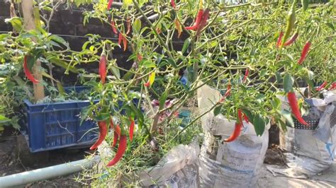 ছাদবাগানে মরিচ চাষ করে পরিবারের চাহিদা মেটানো Rooftop Gardening