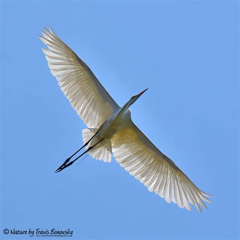 The Great Egret - Neighborhood Greening