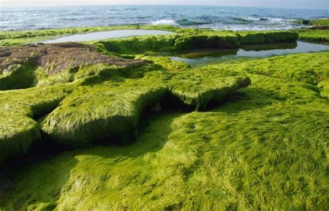 30 Colorful Algae Photographs - Stockvault.net Blog 