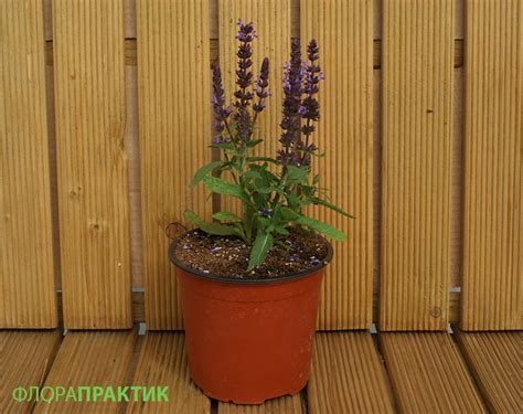 Купить Рассаду Сальвии многолетней у Производителя