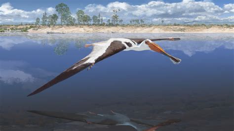 Paleontologists Unearth New Species Of Pterosaur In Portugal Sci News