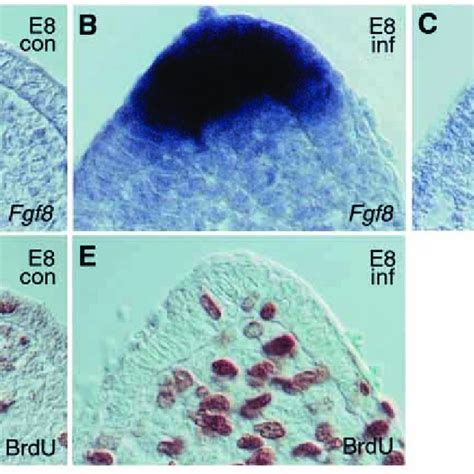 Noggin expression is induced by ectopic SHH. Endogenous Noggin ...