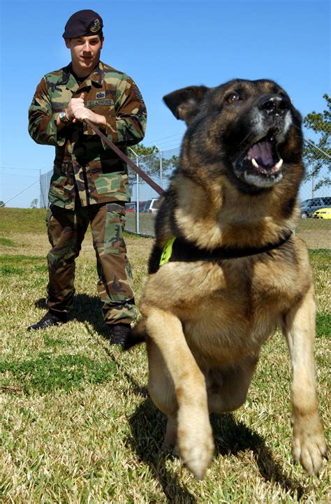 Military working dogs, handlers train for mission success > Air Force