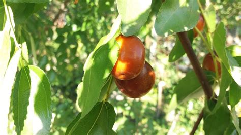 Зизифус, жажоба, унаби это всё одно растение! - YouTube