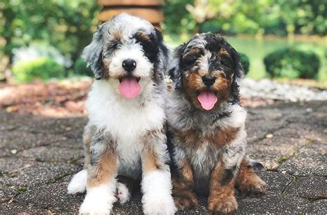 Bernedoodle Puppies For Sale The Supreme Guidebook Science Swim