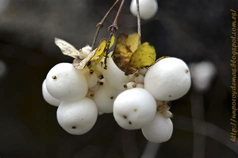 De todo un poco y alguna cosa más Frutos blancos