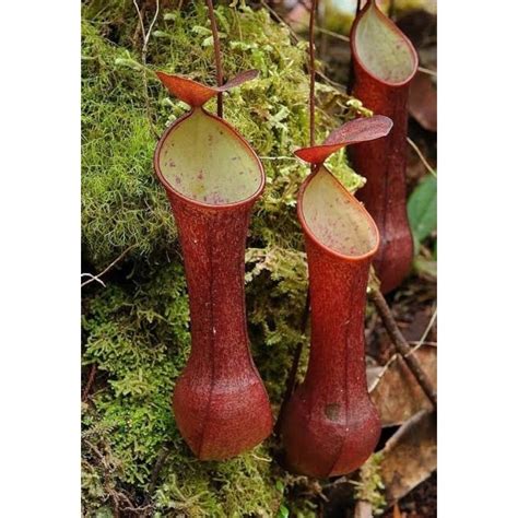 Jual Kantong Semar Nepenthes Reinwardtiana Red Tanaman Karnivora Tavor