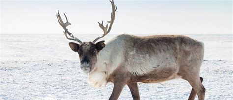 Deer Antlers: 10 Fun Facts You Should Know - A-Z Animals