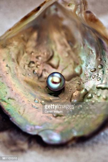 428 Pearl Inside Oyster Shell Stock Photos High Res Pictures And