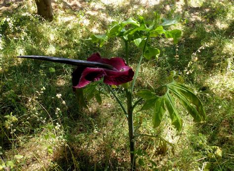 Dracunculus vulgaris - Mount Hymettos