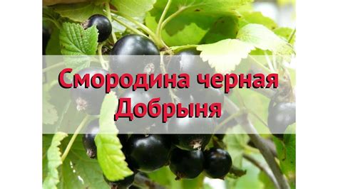 Смородина черная Добрыня 🌿 Обзор: посадка и уход. крупномеры смородины ...