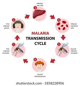 Cytomegalovirus Infects Humans Virus That Causes Stock Vector Royalty