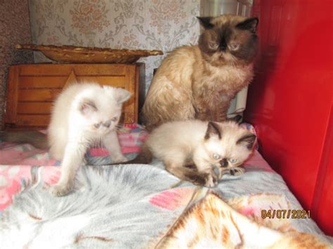 Кот экстремал экзот колор-пойнт