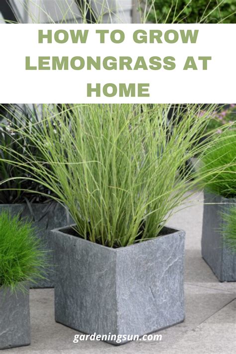 Growing Lemongrass Is Super Easy Once The Plants Are Established It