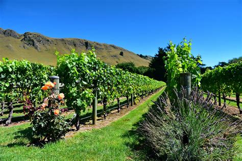 Hawkes Bay Wine Tours Intrepid Travel Au