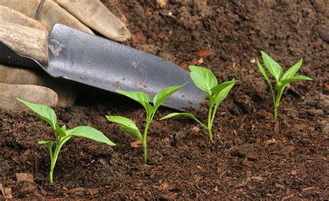 Cómo hacer fertilizantes orgánicos IMujer