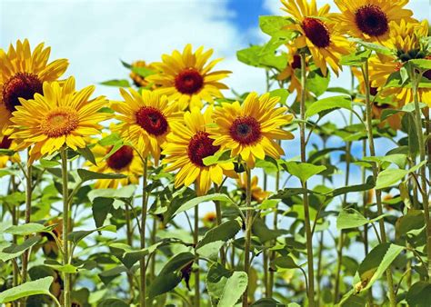 10 sunflower garden ideas