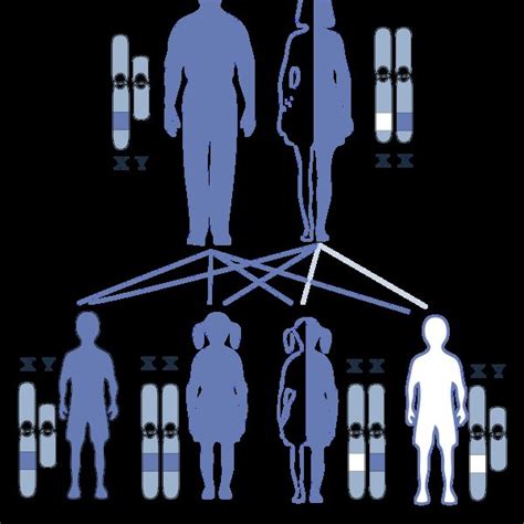 Pdf Difference Between Autosomes And Sex Chromosomes